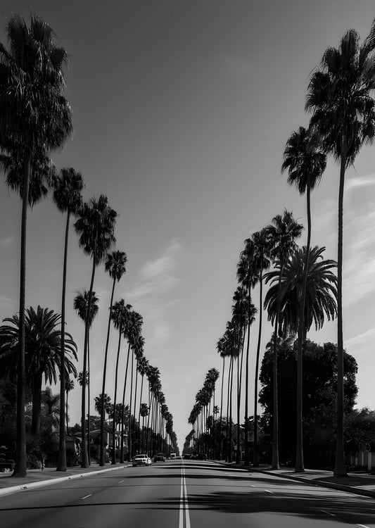 South Central Los Angeles Palm Street – Black and White